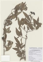 藏品(狹葉莢蒾)的圖片